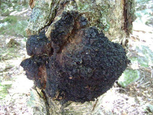 5 Health Benefits of Chaga Mushrooms