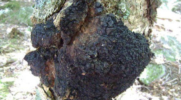 5 Health Benefits of Chaga Mushrooms