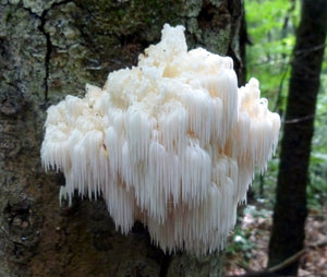 Lion's Mane Extract Nootropic Benefits and More