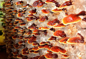 Why Reishi Extract Is Considered 