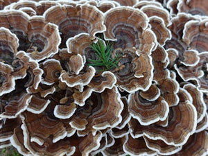 The Surprising Gut-Healing Benefits Of Turkey Tail