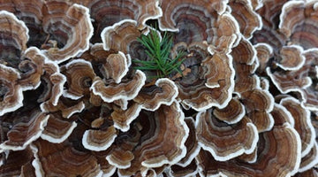 The Surprising Gut-Healing Benefits Of Turkey Tail